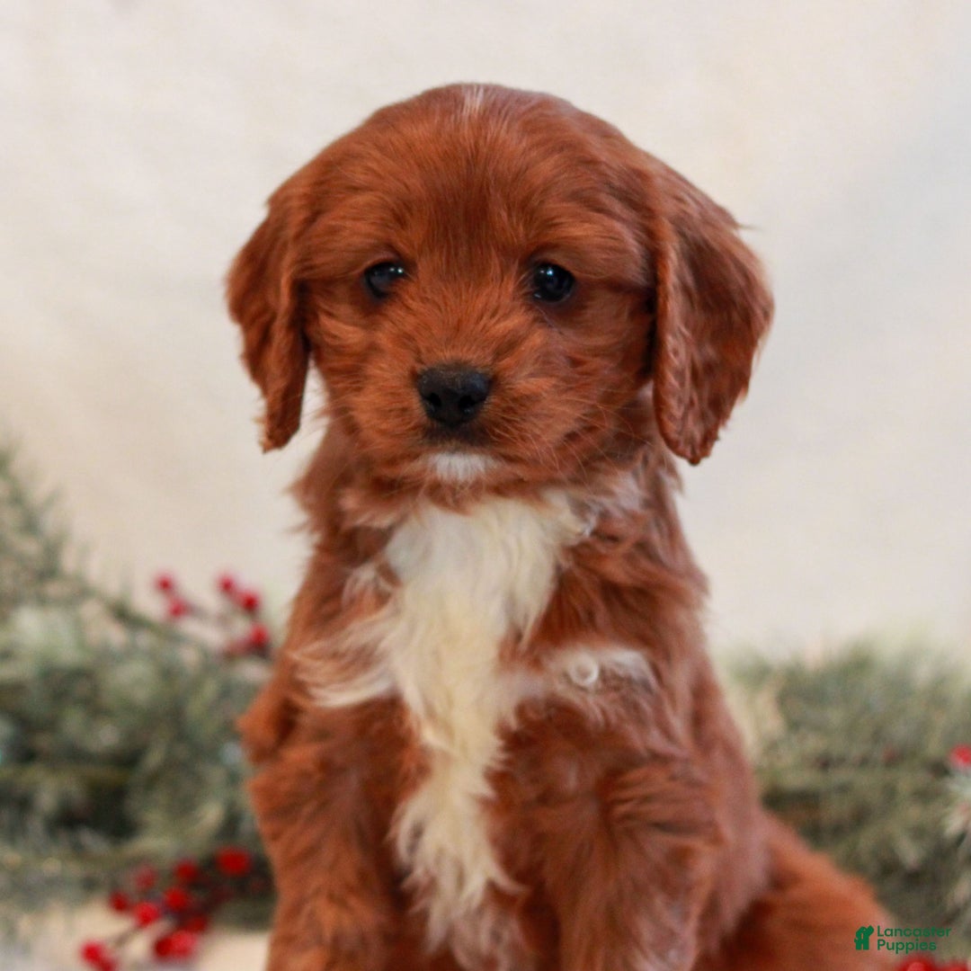 Cavapoo dogs for sale: Brady  - Ad 1