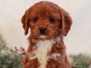 Cavapoo dogs Brady - Ad 39