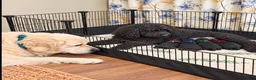 Mini Goldendoodle dogs for sale: Mini Goldendoodle Blue - Ad 3