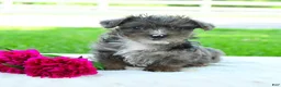 Yorkiepoo dogs for sale: Ryder - Ad 2