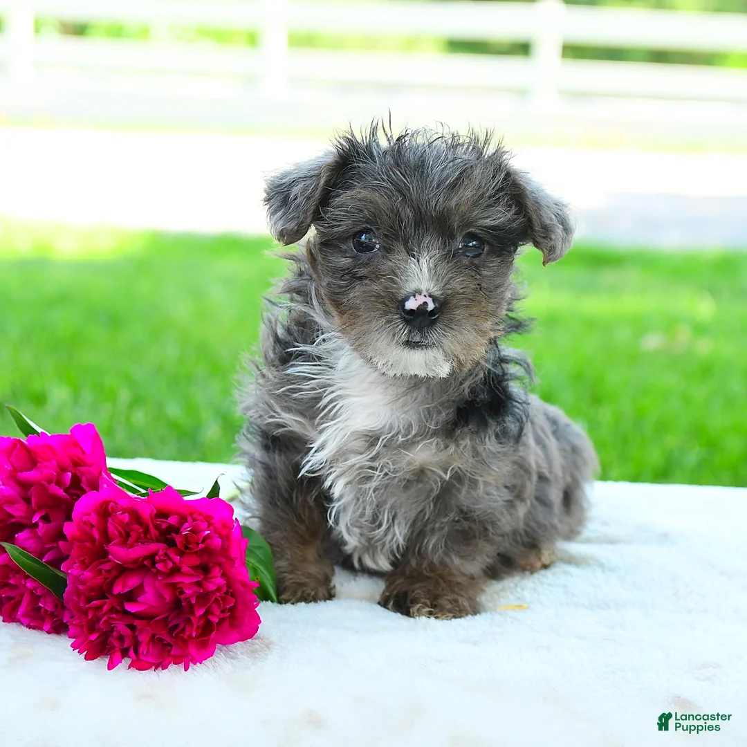 Yorkiepoo dogs for sale: Ryder - Ad 2