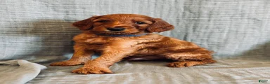 Irish Doodle Puppy- Triton