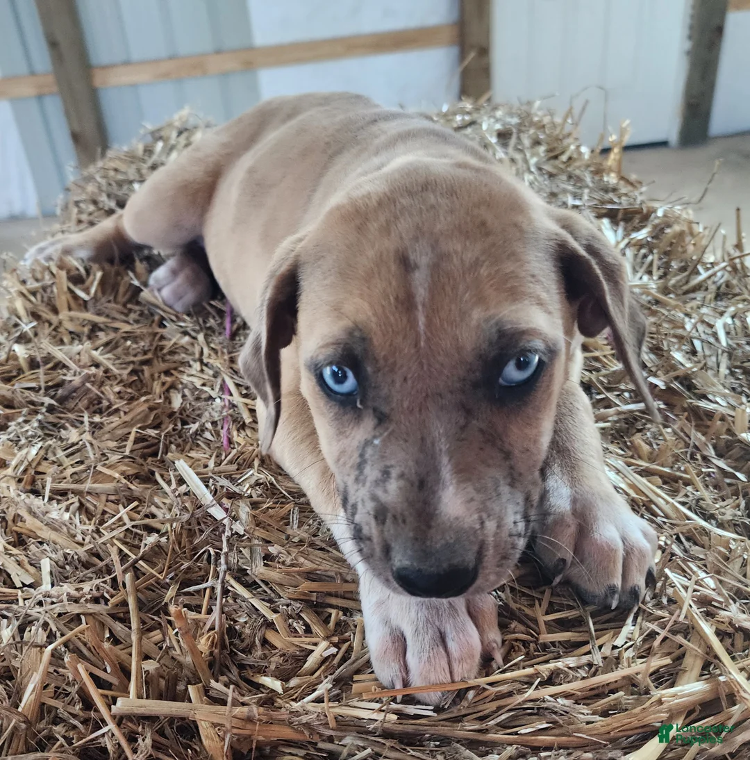 Catahoula Leopard Dog dogs for sale: Duchess 2026 Female 2 - Ad 2
