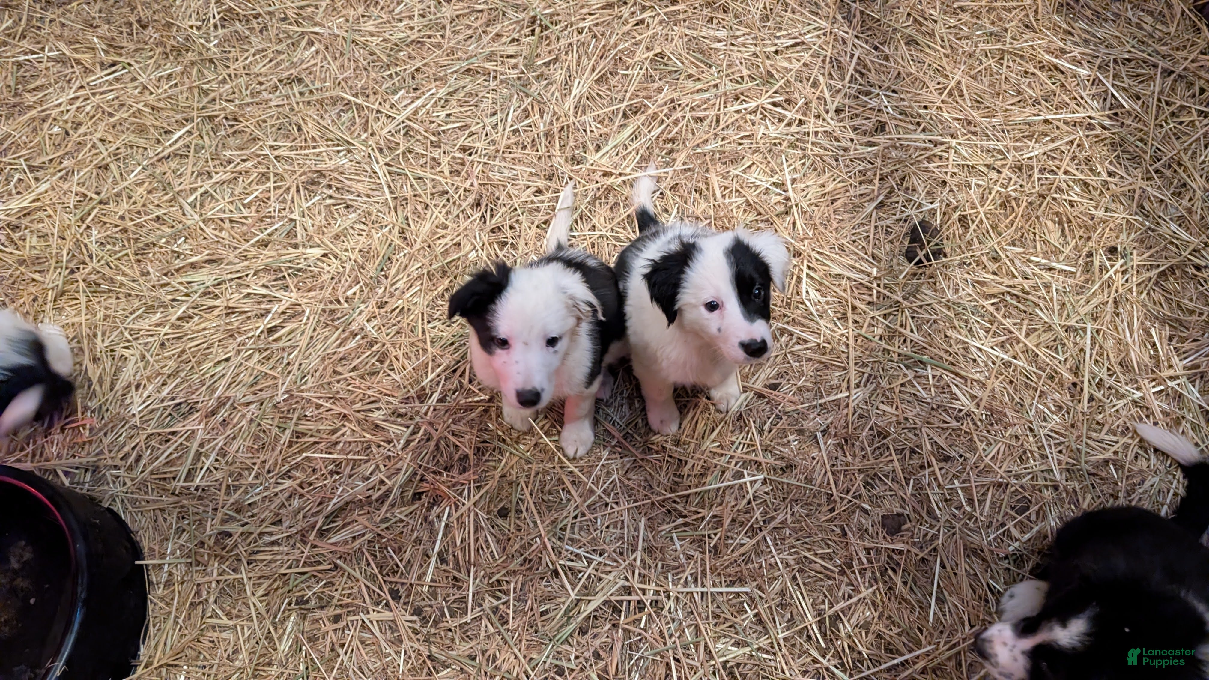 Mixed Breed dogs Female Puppy 6 - Ad 1