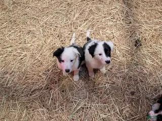 Mixed Breed dogs for sale: Female Puppy 6 - Ad 1