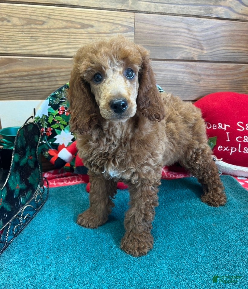 Standard Poodle dogs Irish - Ad 34