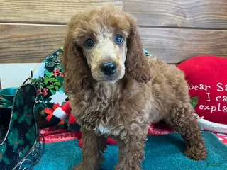 Standard Poodle dogs Irish - Ad 26