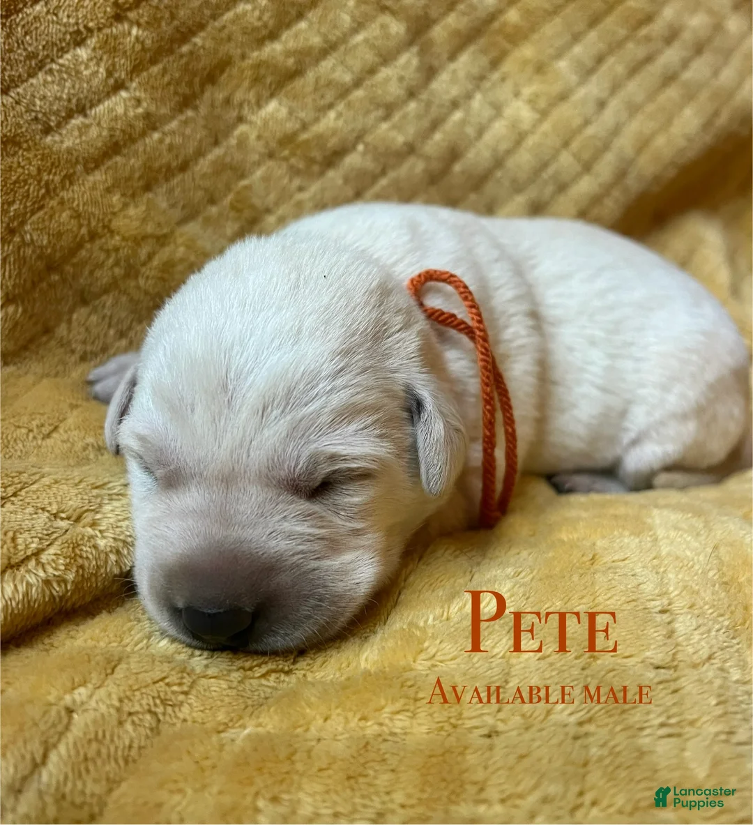 Labrador Retriever dogs for sale: Pete - Ad 1