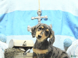 Miniature Dachshund dogs - Ad 31