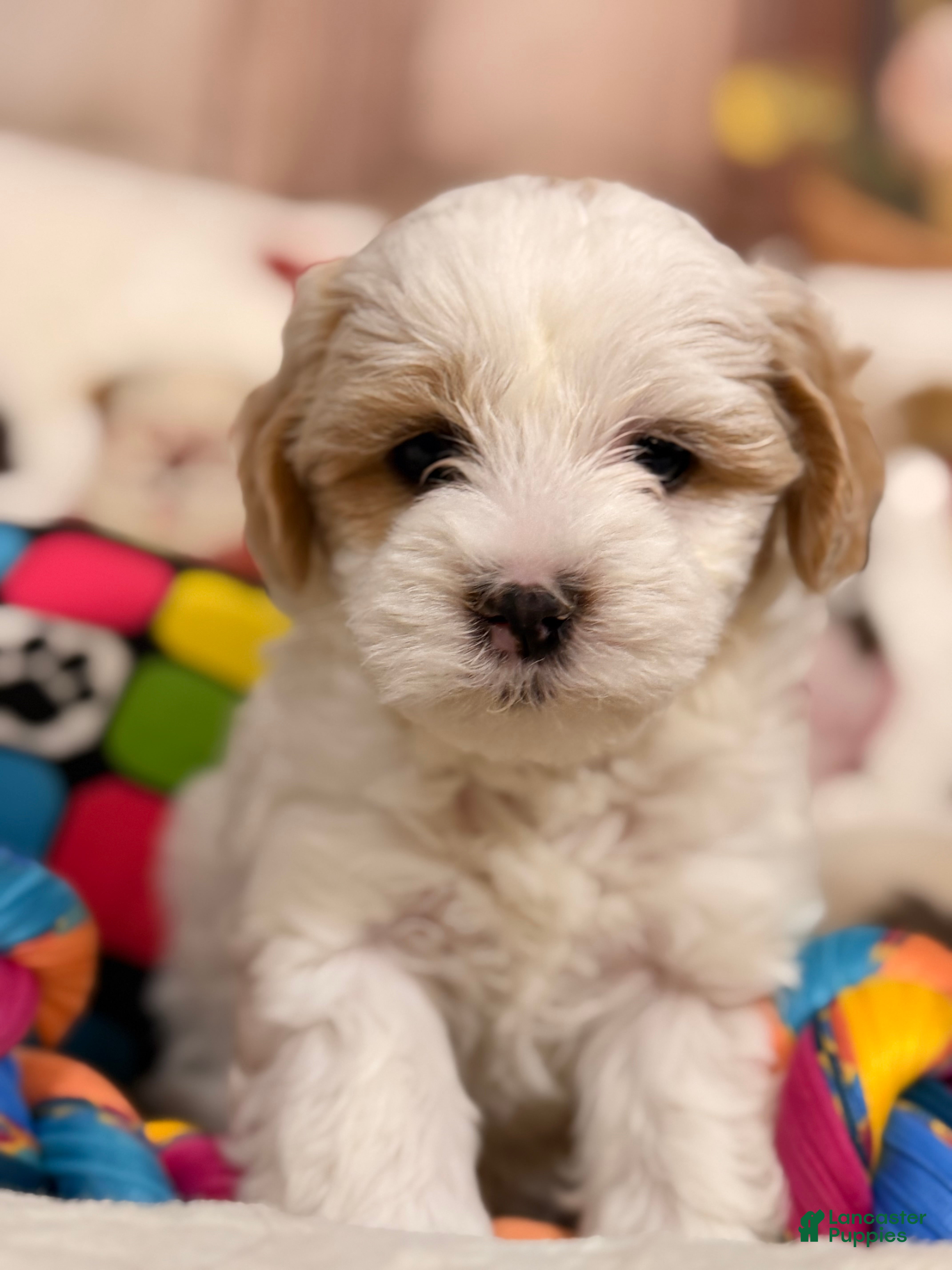 Mixed Breed dogs  Macchiato - Ad 6