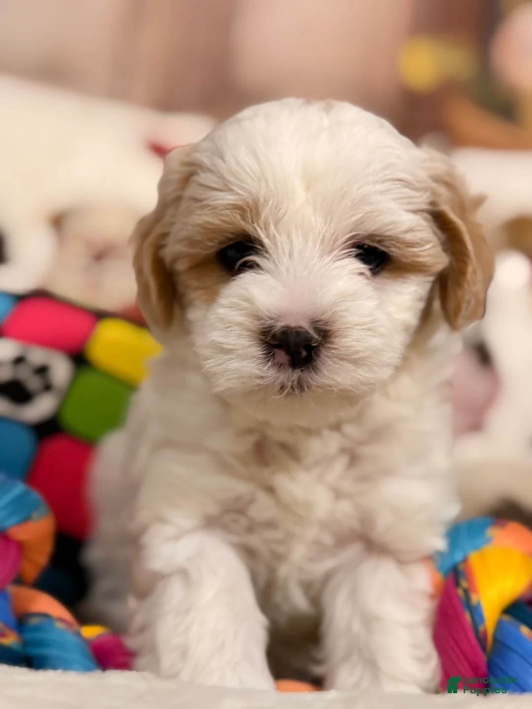 Mixed Breed dogs for sale:  Macchiato - Ad 1