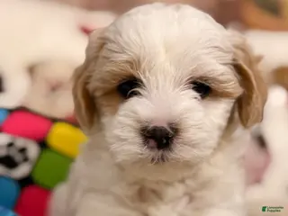 Mixed Breed dogs Macchiato - Ad 6