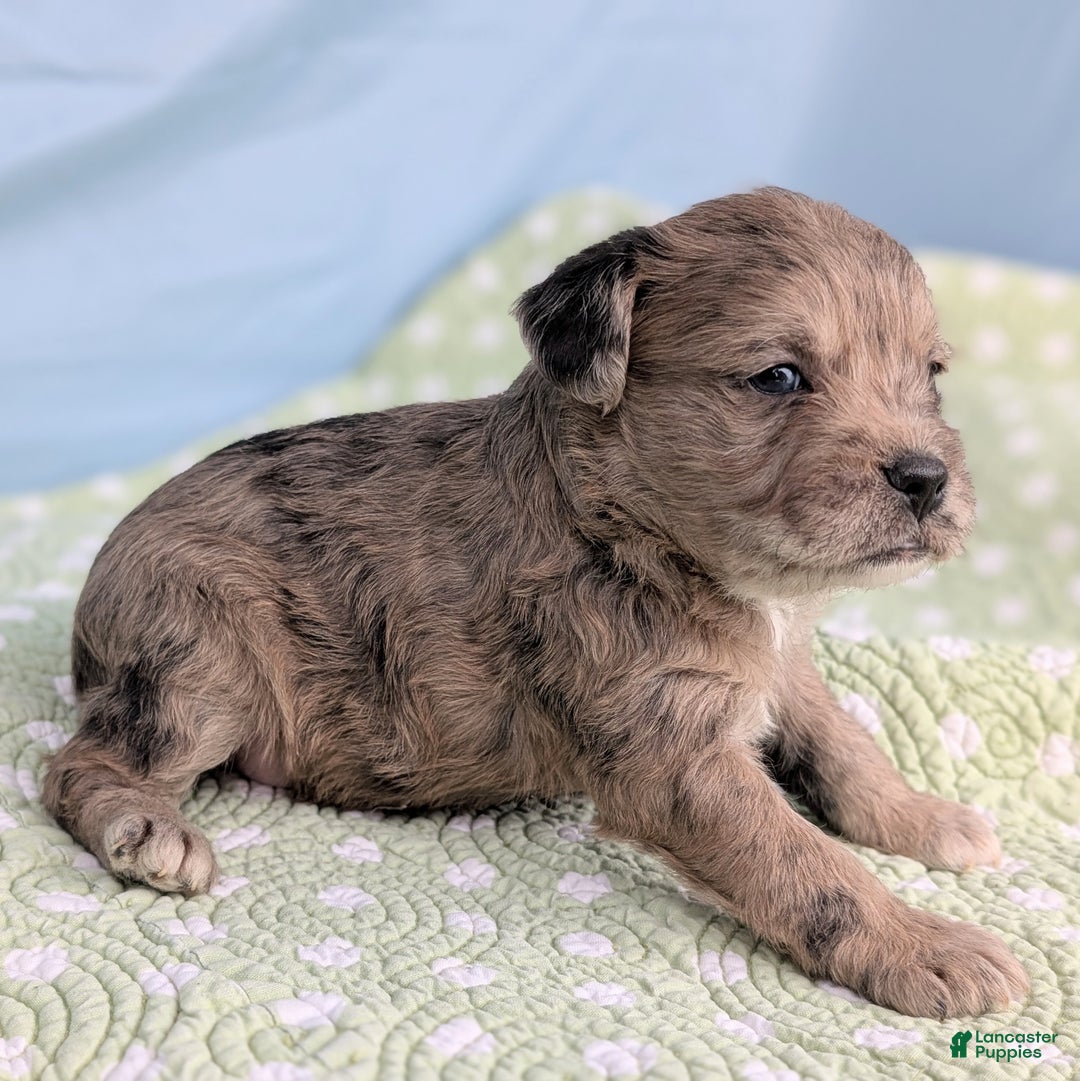 Mixed Breed dogs for sale: King - Ad 3