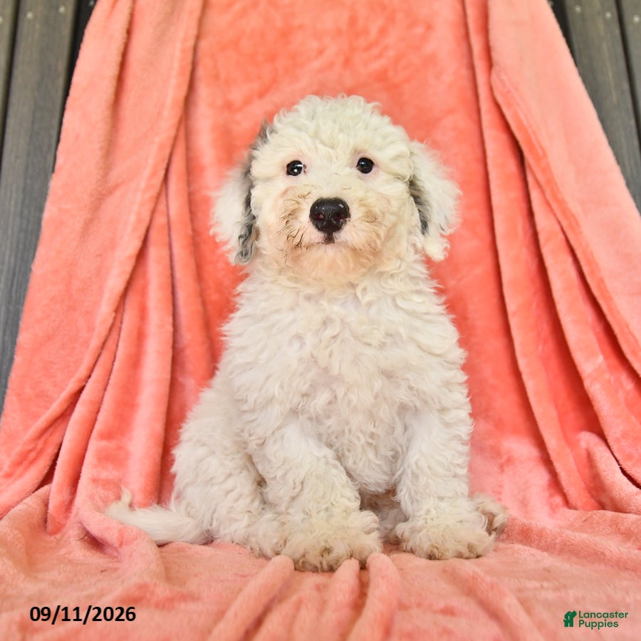 Bichpoo dogs Stanley - Ad 2
