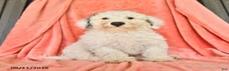 Bichpoo dogs for sale: Stanley - Ad 2