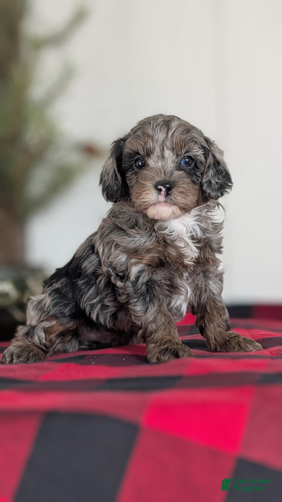 Cockapoo dogs for sale: Scout - Ad 2