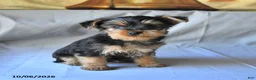 Yorkshire Terrier dogs for sale: Spot - Ad 4