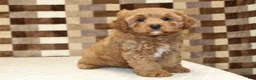 Cavapoo dogs for sale: Diego - Ad 4