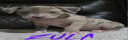 American Pit Bull Terrier dogs for sale: Zula - Ad 1