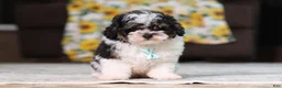 Miniature Poodle dogs for sale: Dawson (AKC) - Ad 7