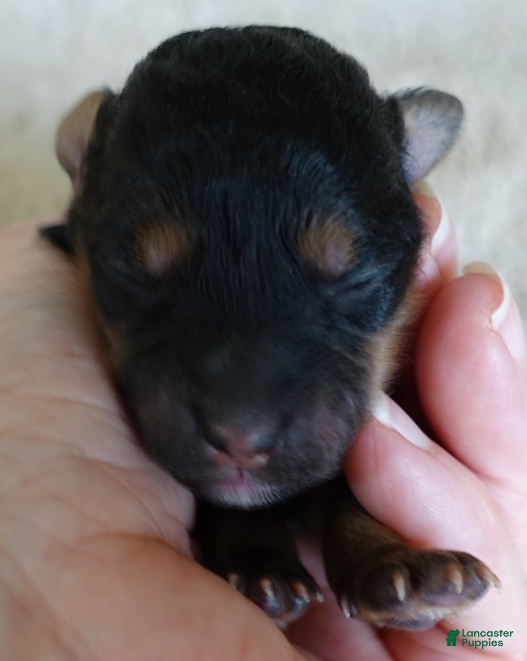 Maltipoo dogs for sale: Aurora - Ad 3