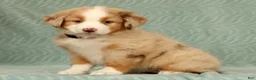 Australian Shepherd dogs for sale: Lainey - Ad 5