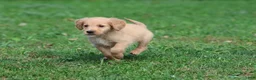 Golden Retriever dogs for sale: Maize - Ad 4