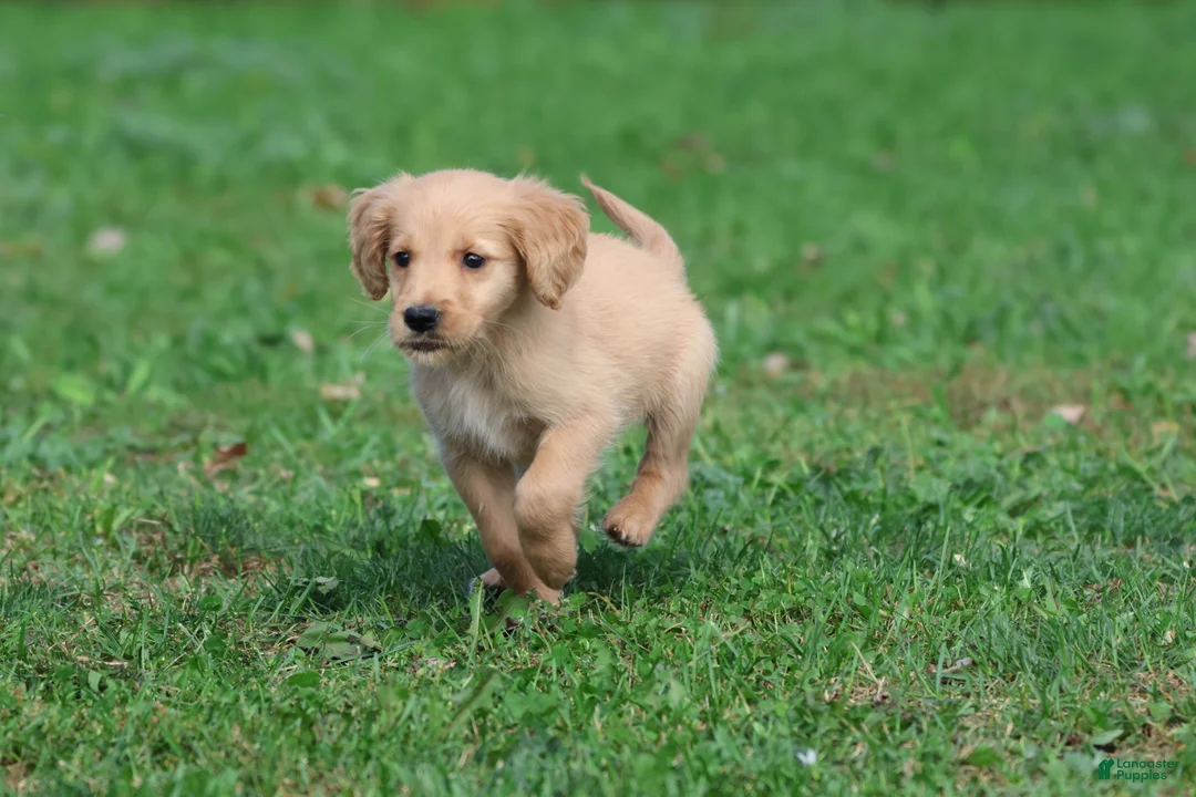 Golden Retriever dogs for sale: Maize - Ad 4