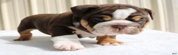 English Bulldog dogs for sale: Blaze - Ad 4