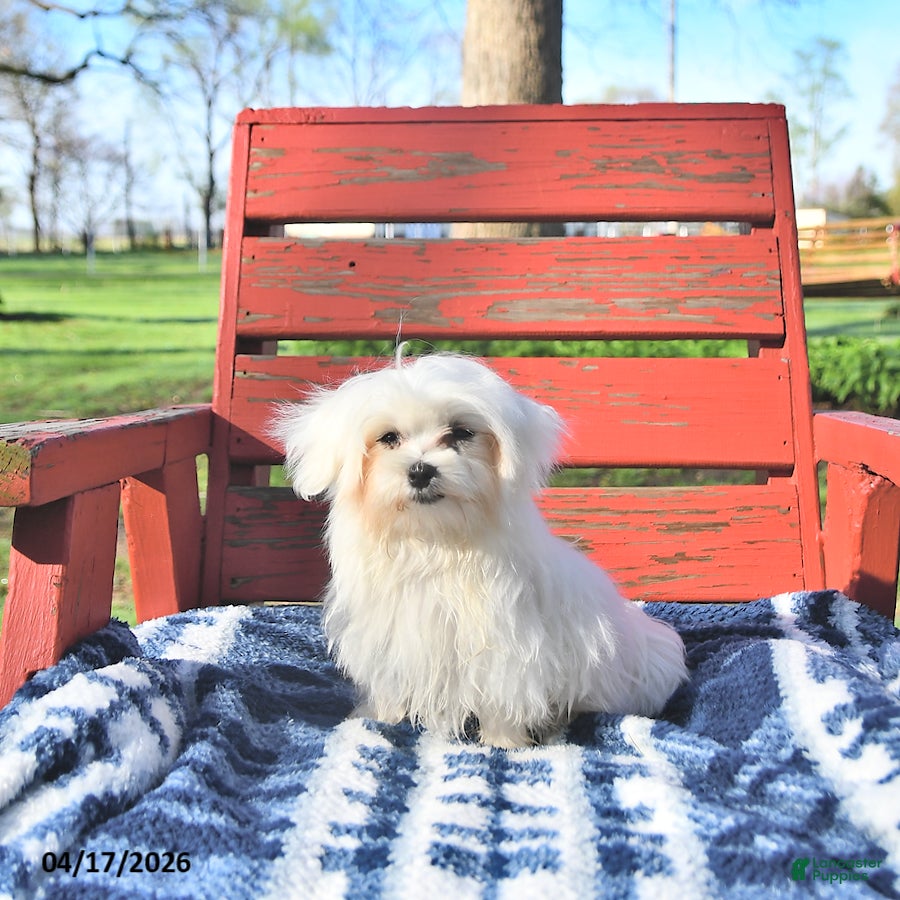 Maltese dogs Cupid EXTRA SMALL - Ad 2