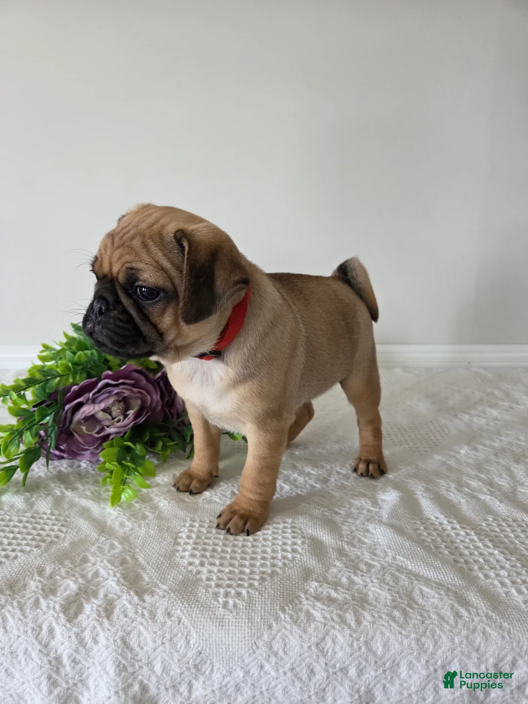 Puggle dogs for sale: Sunshine  - Ad 8