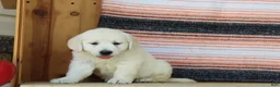 Golden Retriever dogs for sale: Queenie English Cream  - Ad 5