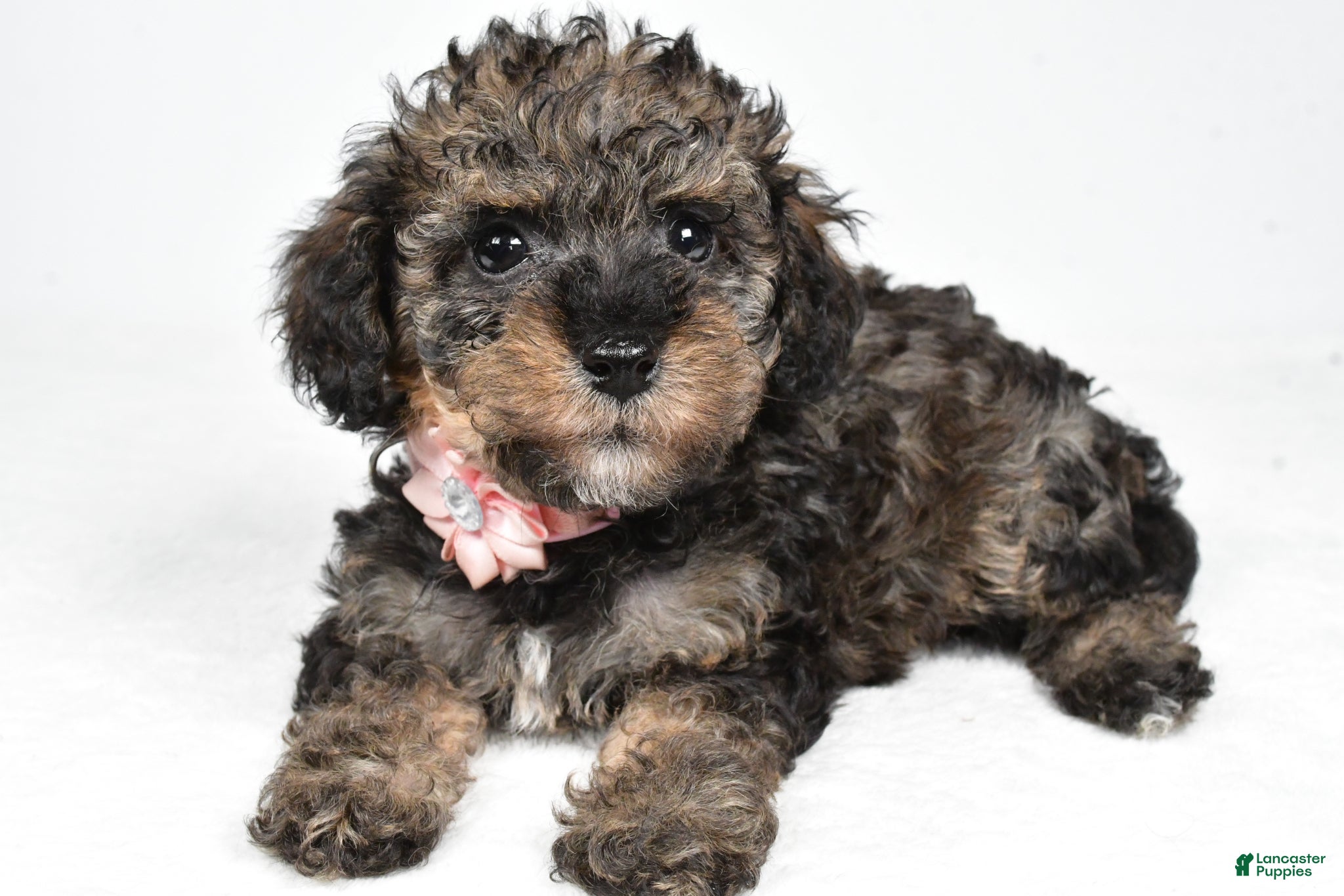 Miniature Poodle dogs Joy - Ad 1