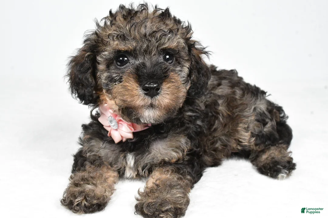 Miniature Poodle dogs for sale: Joy - Ad 1