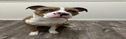 Mixed Breed dogs for sale: Mixed Breed 1 - Ad 9