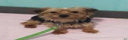 Yorkshire Terrier dogs for sale: Rizzo - Ad 8