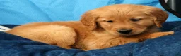 Golden Retriever dogs for sale: Tipper - Ad 9