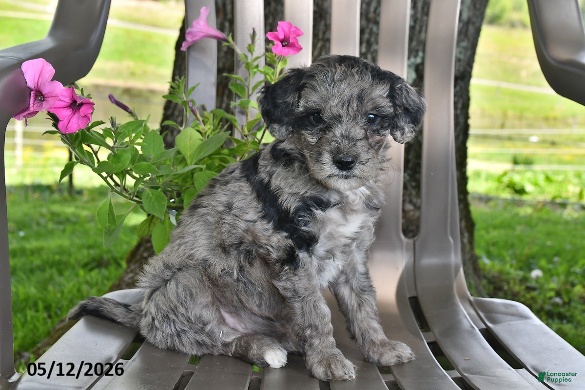 Goldendoodle dogs Willow - Ad 1
