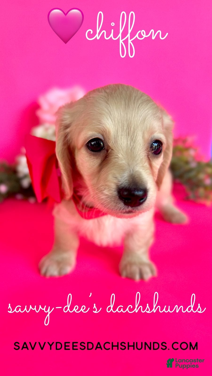 Dachshund dogs Girl - Ad 1