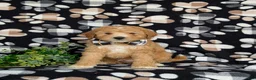 Mixed Breed dogs for sale: Mason Hypoallergenic - Ad 2