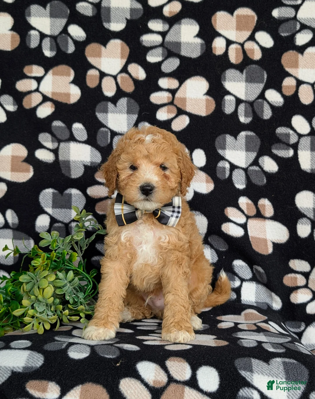 Mixed Breed dogs for sale: Mason Hypoallergenic - Ad 2