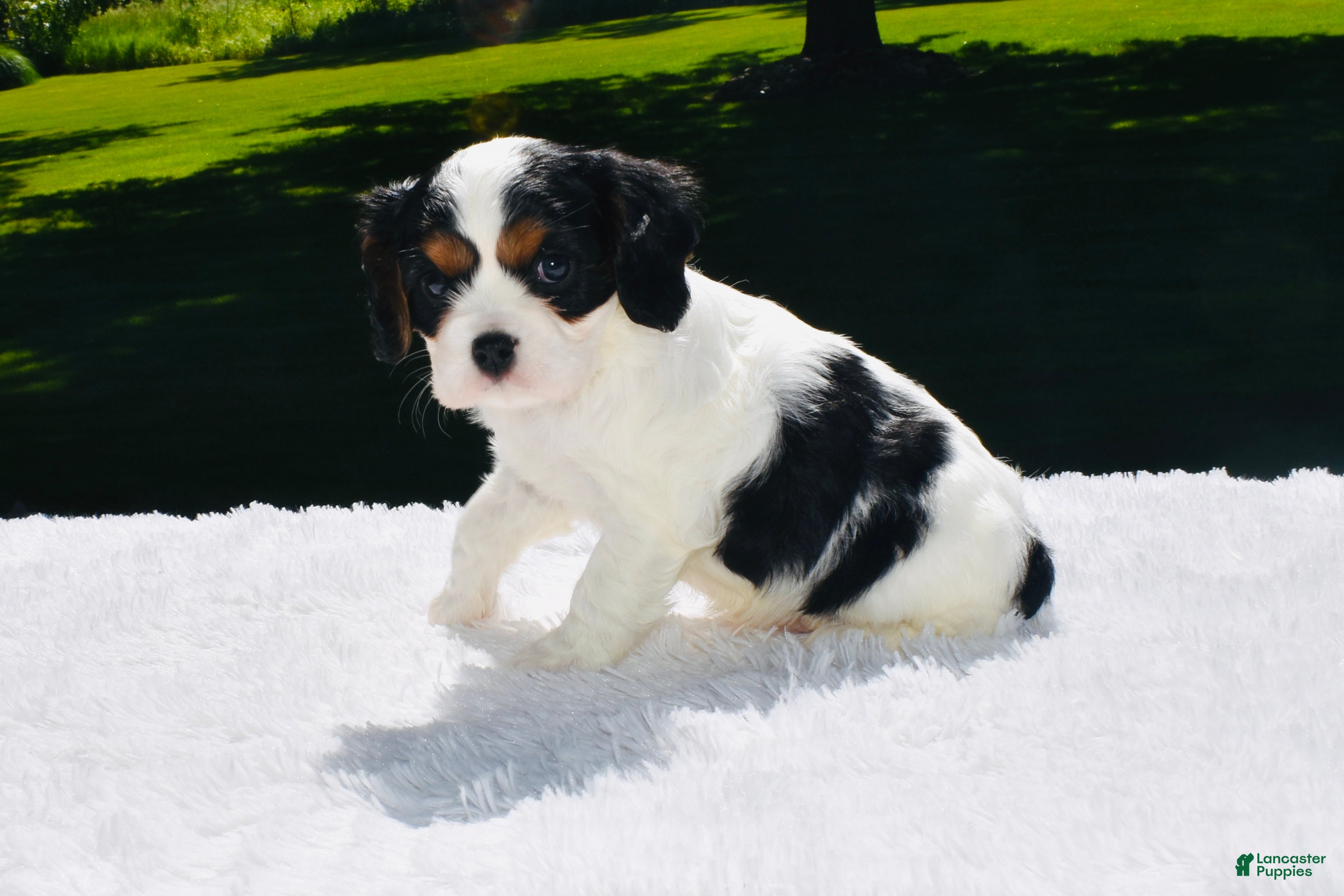 Cavalier King Charles Spaniel dogs Tucker - Ad 2