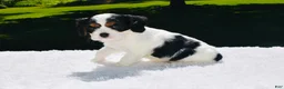 Cavalier King Charles Spaniel dogs for sale: Tucker - Ad 2