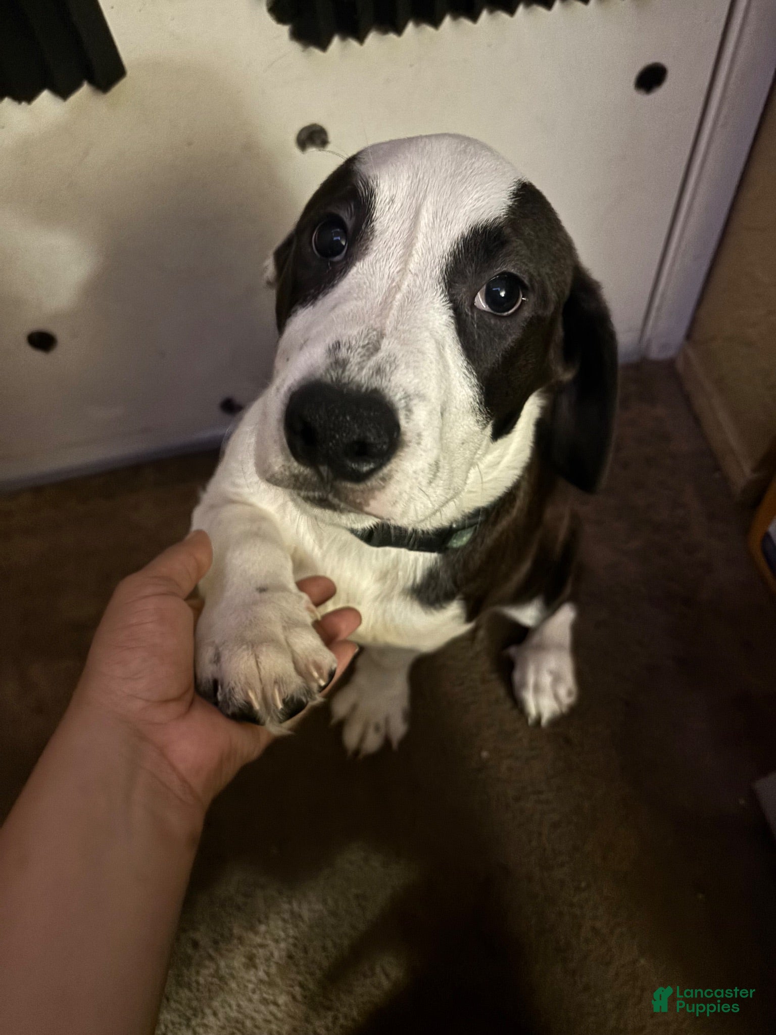Mixed Breed dogs Mixed Breed 4 - Ad 30