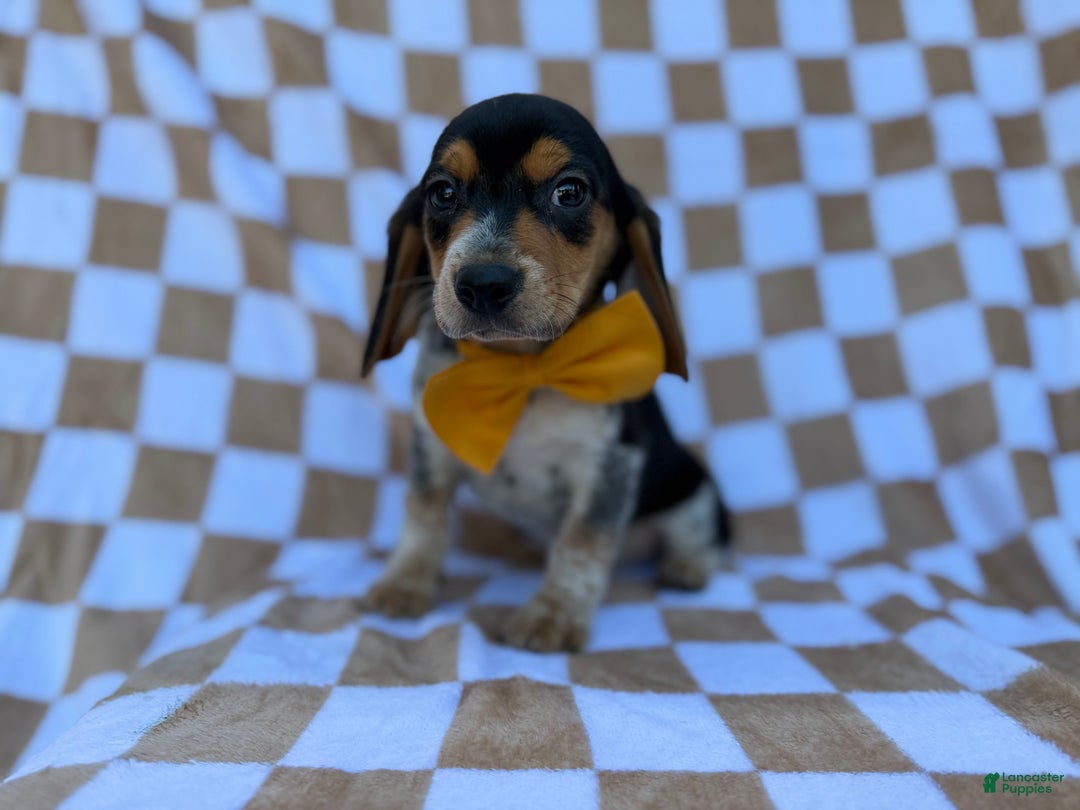 Beagle dogs for sale: Scooby - Ad 8