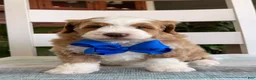 Bernedoodle dogs for sale: Myles - Ad 2