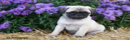Pug dogs for sale: Dusty - Ad 4
