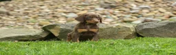 Doberman Pinscher dogs for sale:  Deacon (Red Rust) 🐶🖤🐾 - Ad 22
