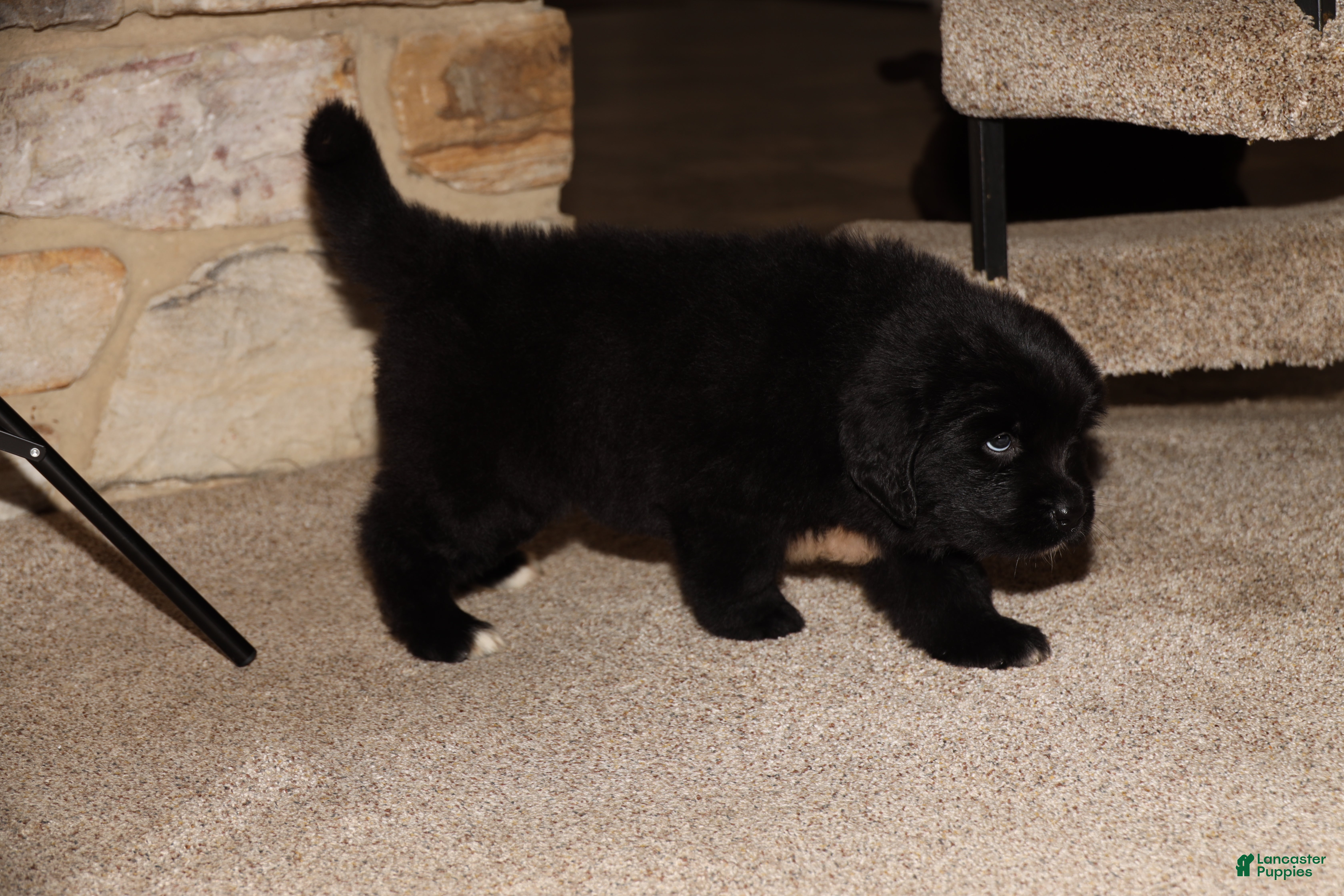 Newfoundland dogs Raven - Ad 1