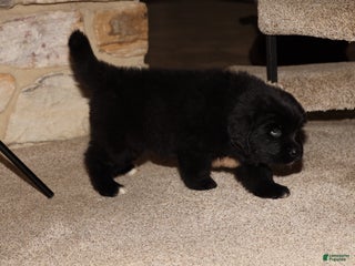 Newfoundland dogs Raven - Ad 1